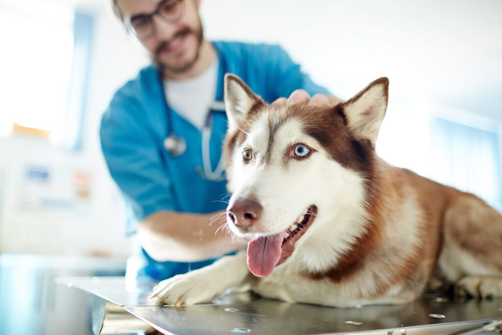 Treat Your Pet without Breaking the Bank: A Guide to Budget-Friendly Pet Care