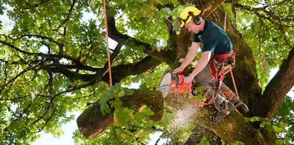 Preserving Nature’s Beauty: Professional Tree Removal Services in North Sydney