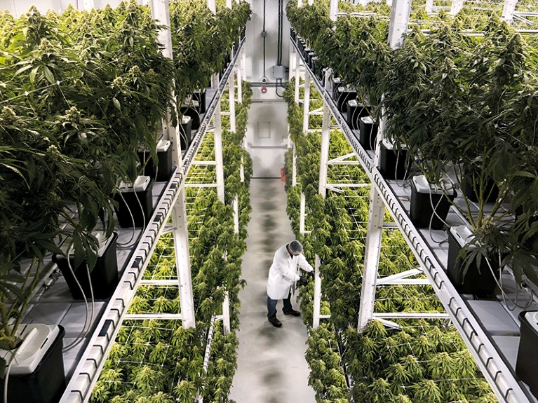 The Growing Cannabis Industry and Its Impact on Modern Markets